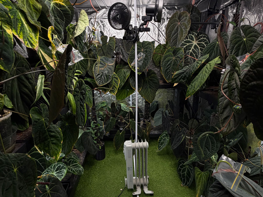 Anthuriums, foliage, and grow room details