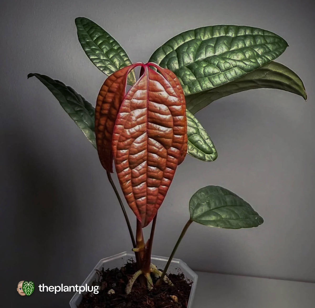 Anthurium arisaemoides
