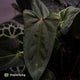 Anthurium 'Indo Port' x (pap 'FS' x 'RVDP')