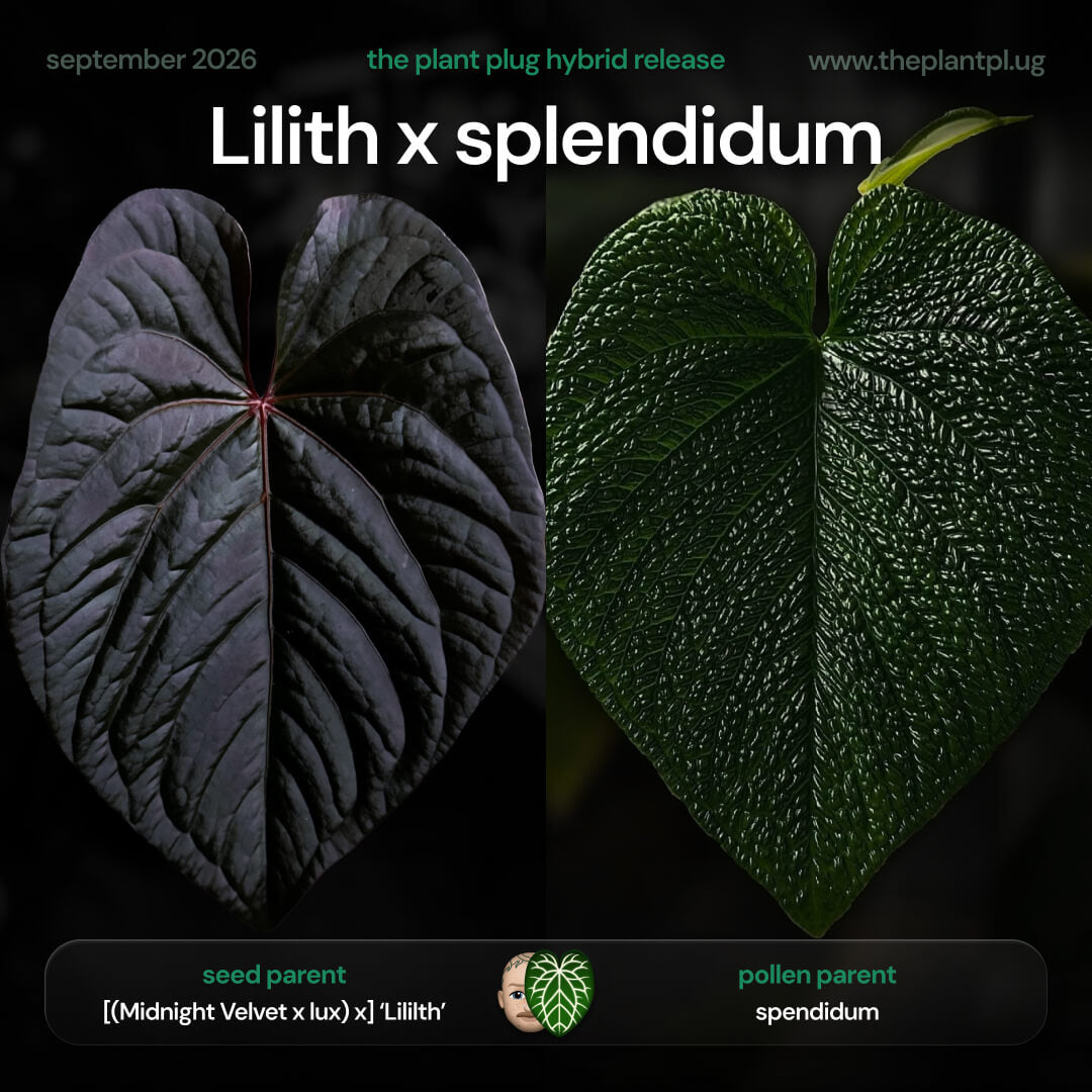 Anthurium Lilith x splendidum • germinated seeds
