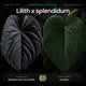 Anthurium Lilith x splendidum • germinated seeds