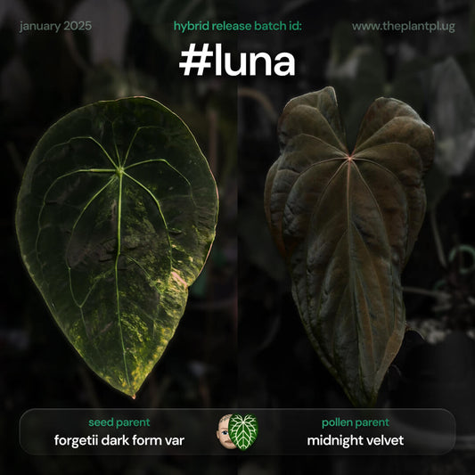 #luna - 4 germinated seeds