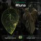 #luna - 4 germinated seeds