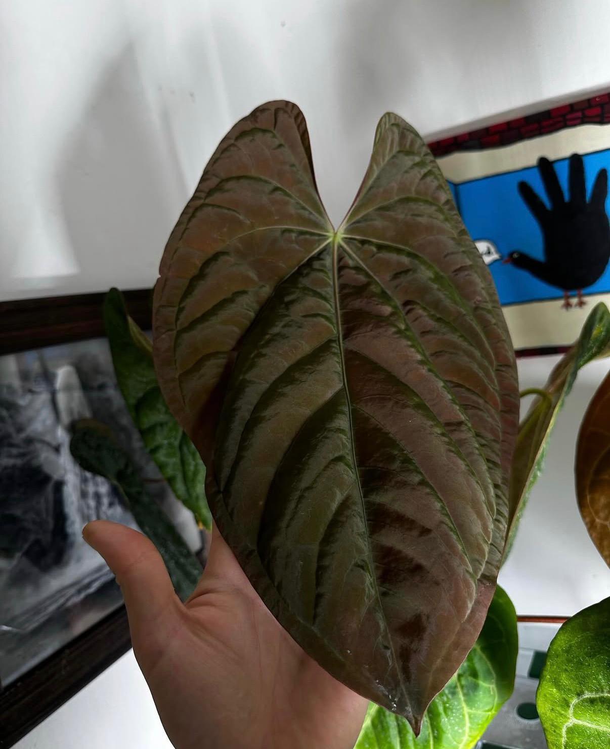 Anthurium (luxurians x papillilaminum x crystallinum) x (pap x dress)