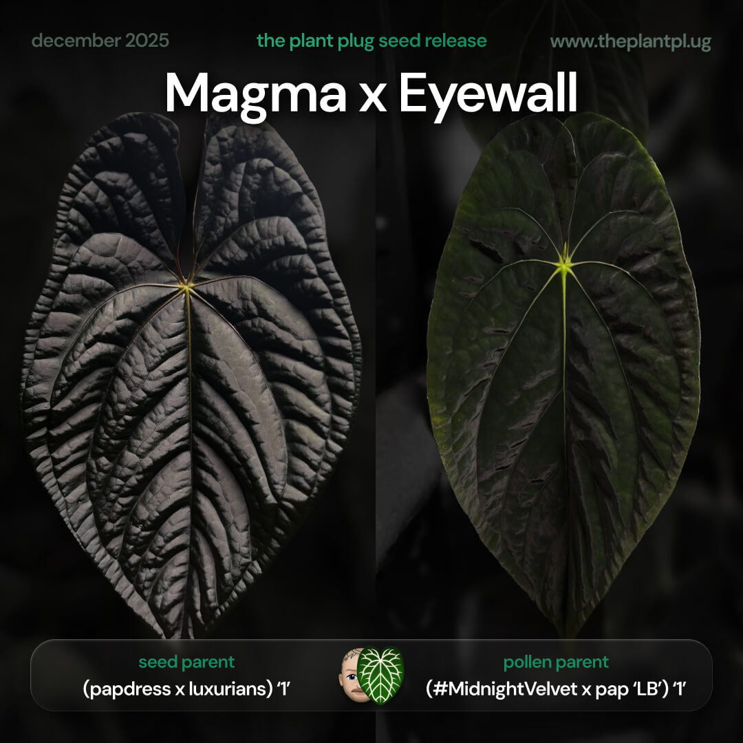 Anthurium Magma x Eyewall • germinated seeds