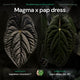 Anthurium #Magma x (papillilaminum x dressleri)