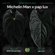 Anthurium 'Michelin Man' x (papillilaminum x luxurians)