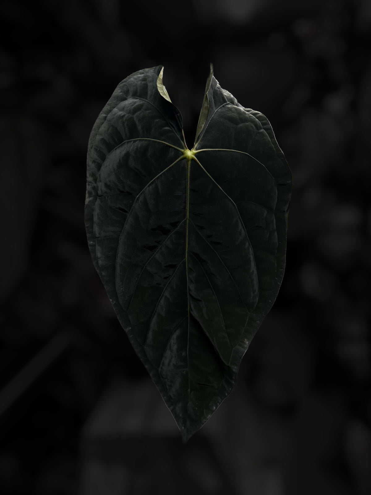 Anthurium 'Michelin Man' ✨