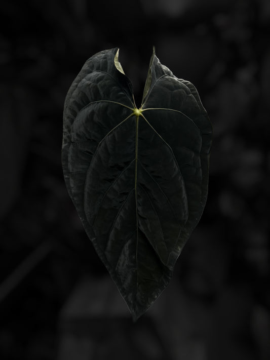 Anthurium 'Michelin Man' ✨