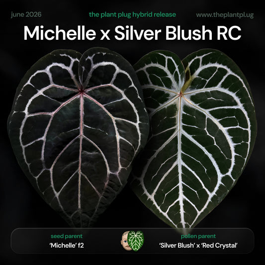 Anthurium Michelle x (Silver Blush x Red Crystal) • germinated seeds