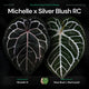 Anthurium Michelle x (Silver Blush x Red Crystal) • germinated seeds