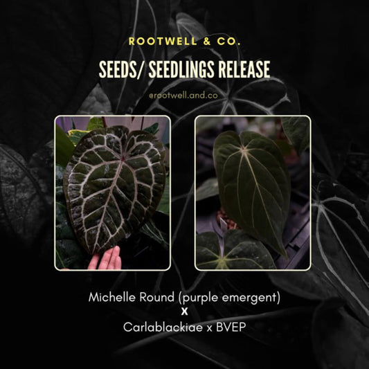michelle x carlabvep - 2 germinated seeds