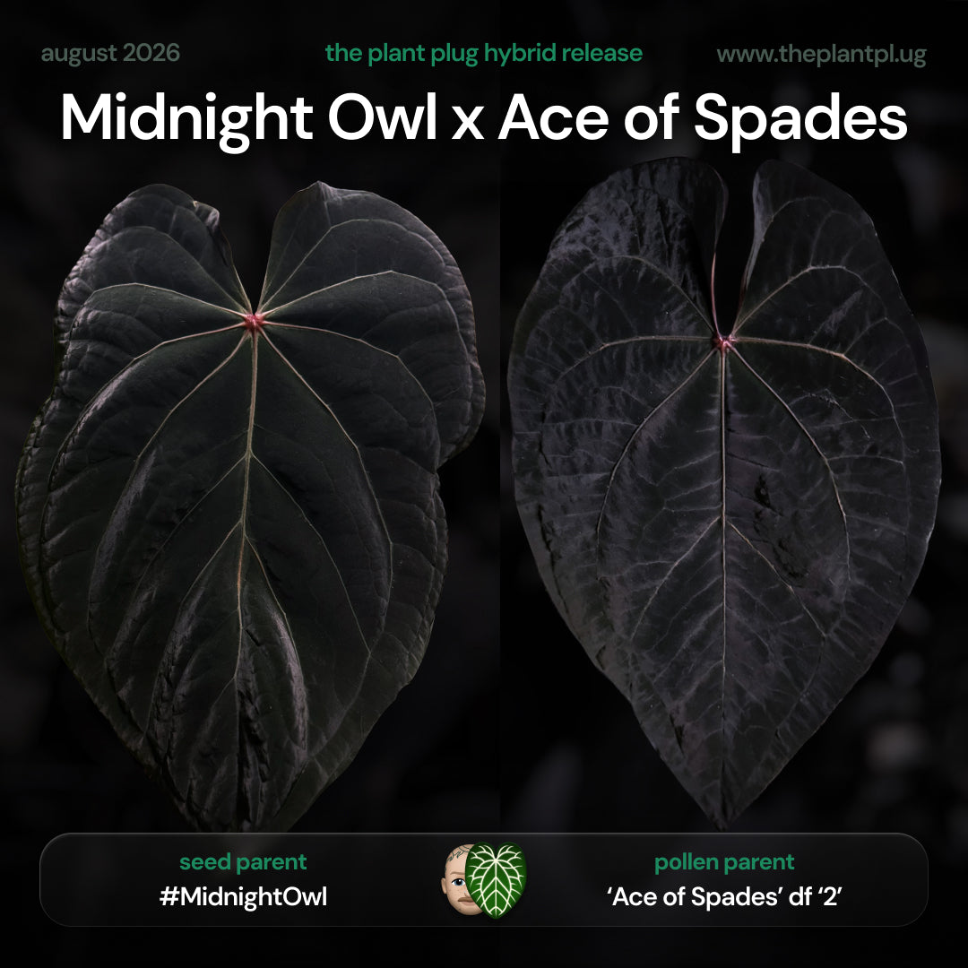 Anthurium Midnight Owl x Ace of Spades • germinated seeds