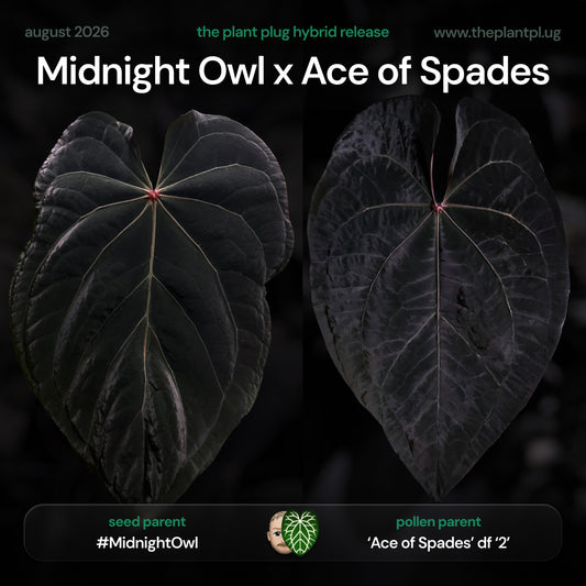 Anthurium Midnight Owl x Ace of Spades • germinated seeds