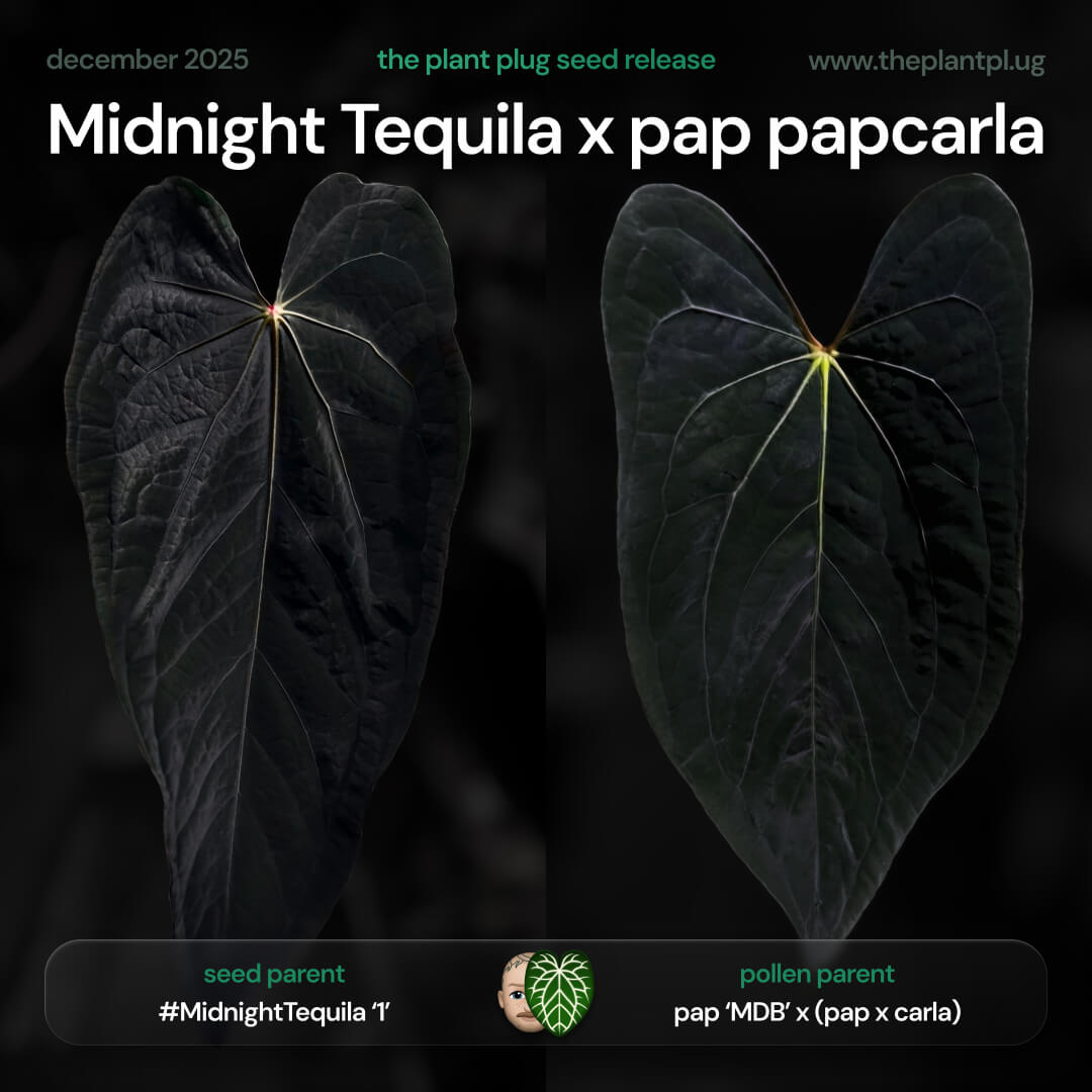 Midnight Tequila x pap papcarla • germinated seeds