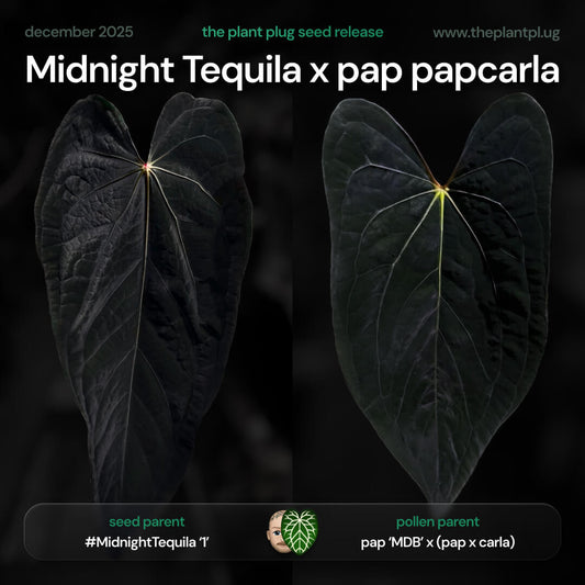 Midnight Tequila x pap papcarla • germinated seeds
