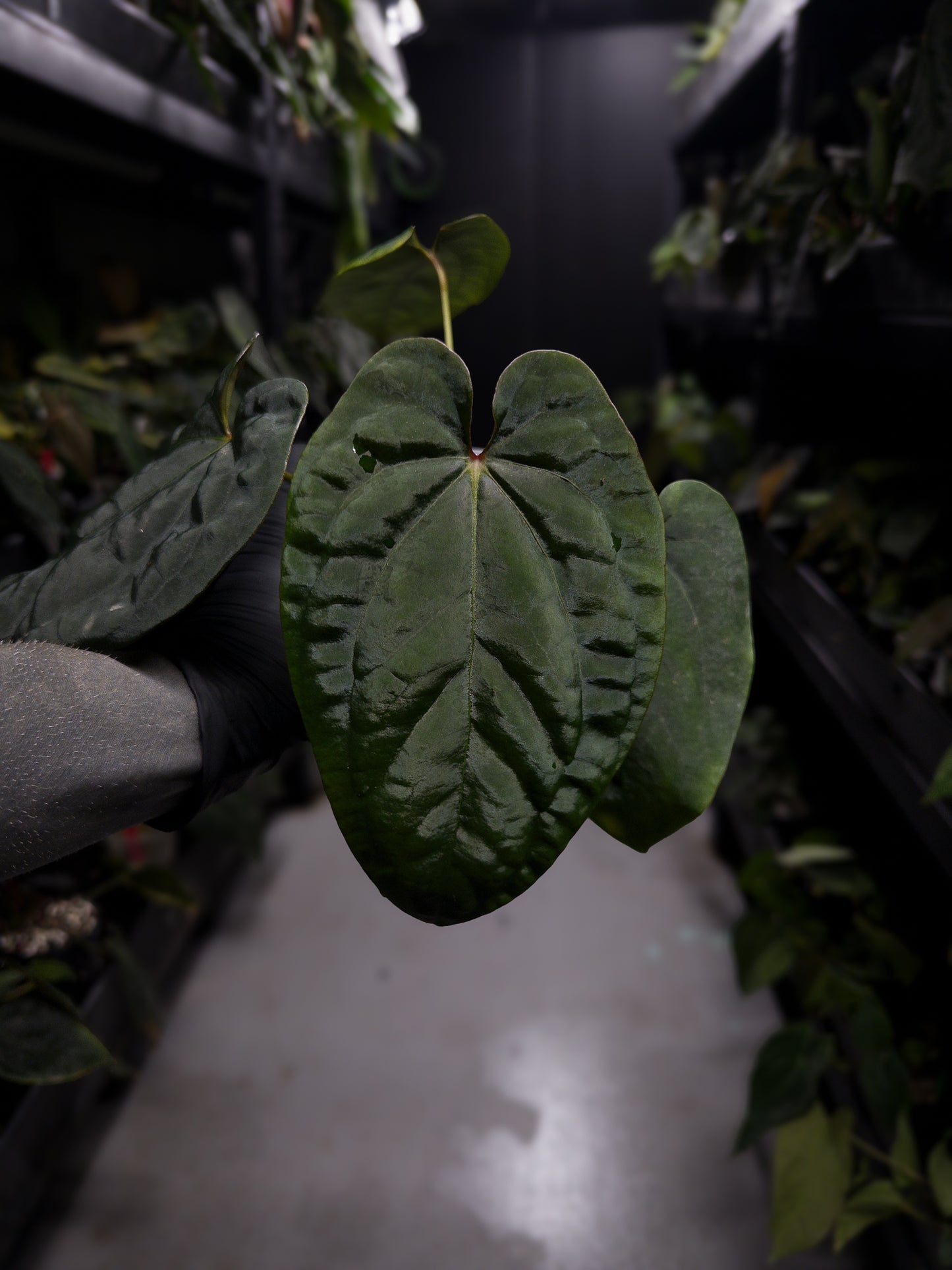Anthurium ('Midnight Velvet' x crystallinum) x #BlackCherry 'Red' • select holdback