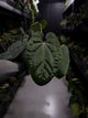 Anthurium ('Midnight Velvet' x crystallinum) x #BlackCherry 'Red' • select holdback