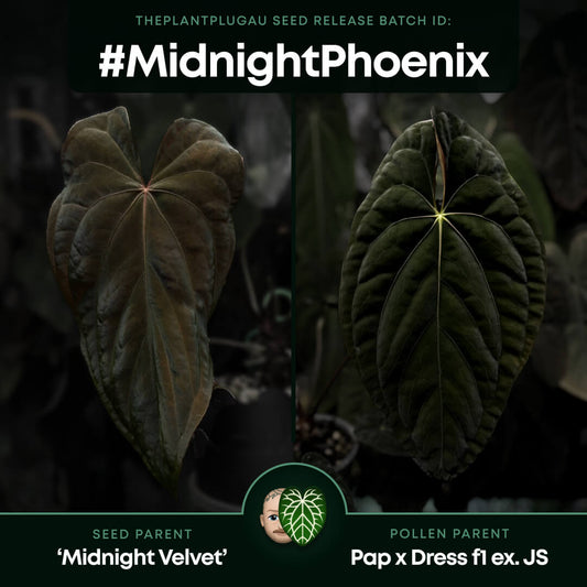 Anthurium #MidnightPhoenix • grower's choice