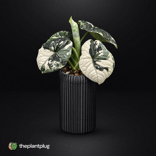 Ribbed Mini Self-Watering Planter