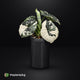 VIBE • Self-Watering Planter
