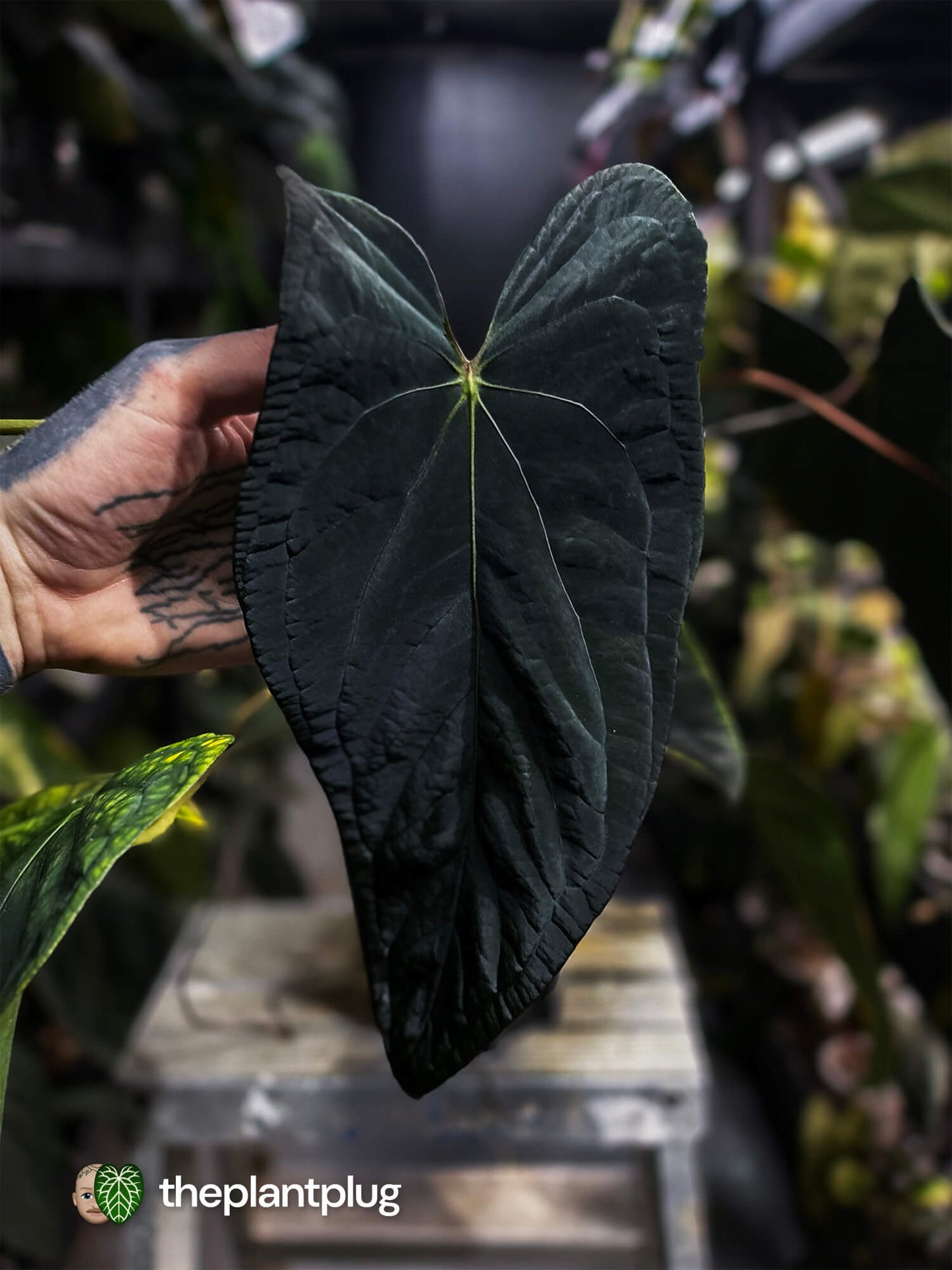 Anthurium #MiseryBusiness • Select