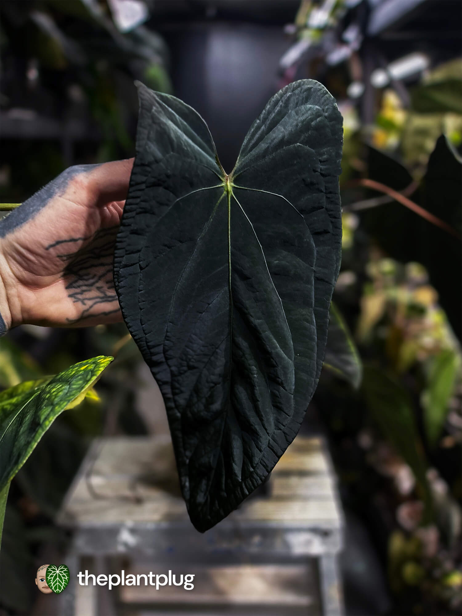 Anthurium #MiseryBusiness • Select