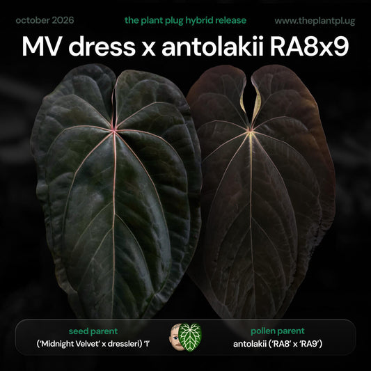 Anthurium (Midnight Velvet x dressleri) x antolakii (RA8 x RA9) • germinated seeds