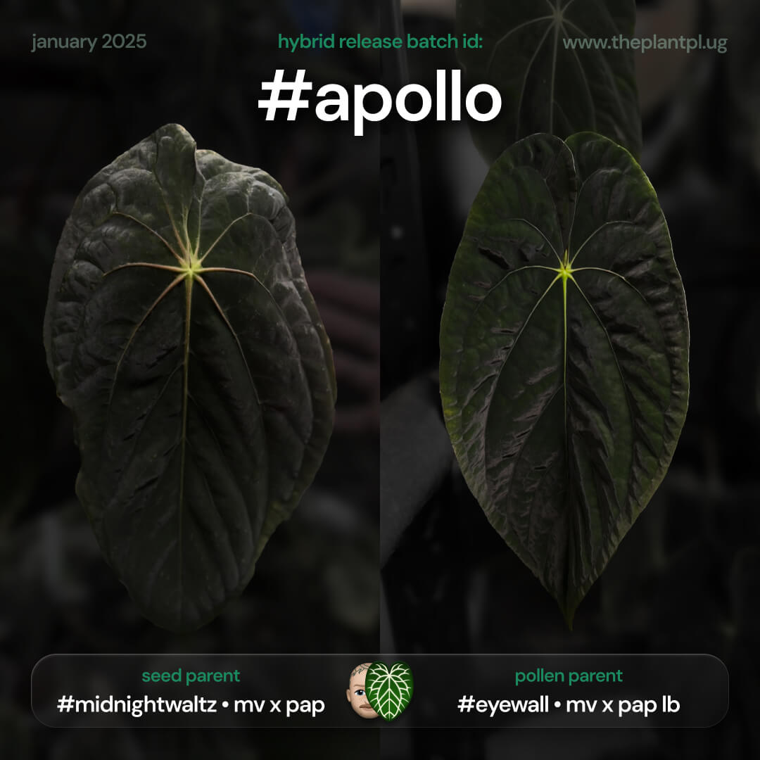 Anthurium #Apollo