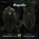Anthurium #Apollo