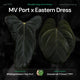 Anthurium MV Port x Eastern Dress • germinated seeds