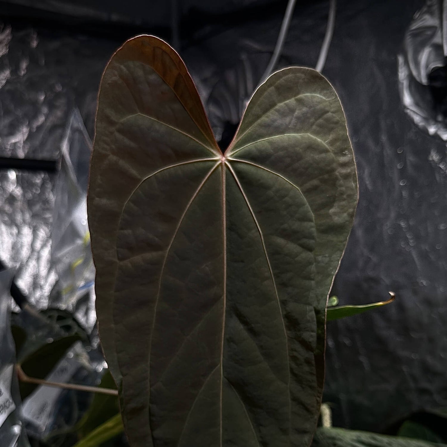 Anthurium MV Sang x pap och • germinated seeds