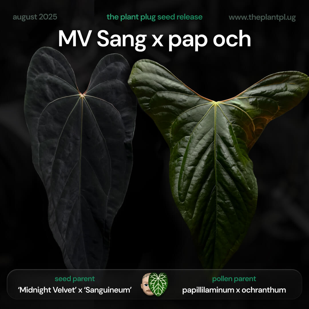 Anthurium MV Sang x pap och • germinated seeds