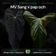Anthurium MV Sang x pap och • germinated seeds