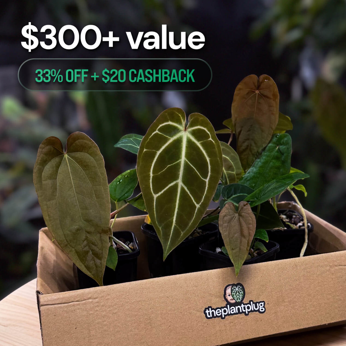 Anthurium Mystery Box