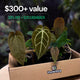 Anthurium Mystery Box