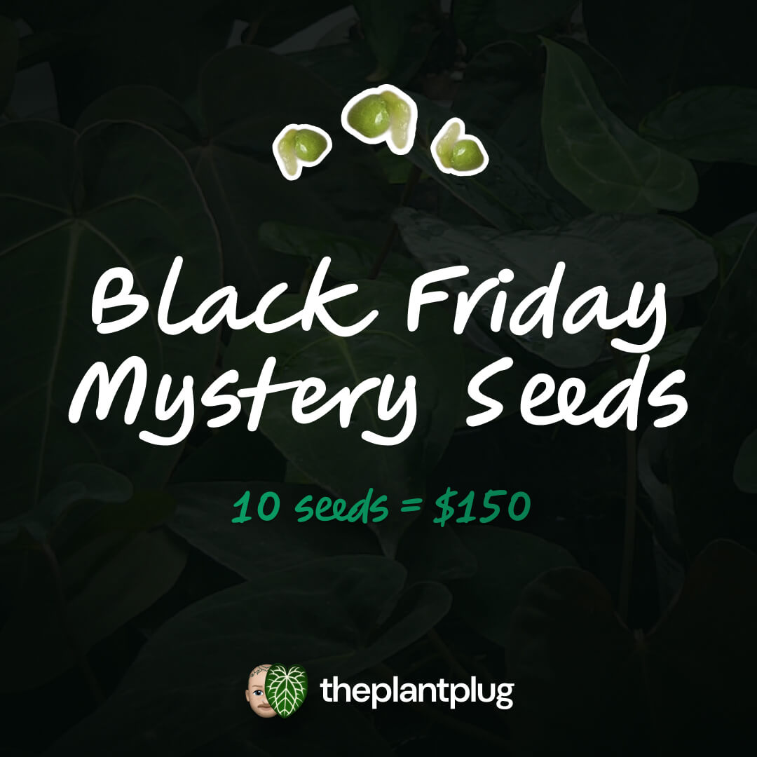 Black Friday Mystery Seed Bundle
