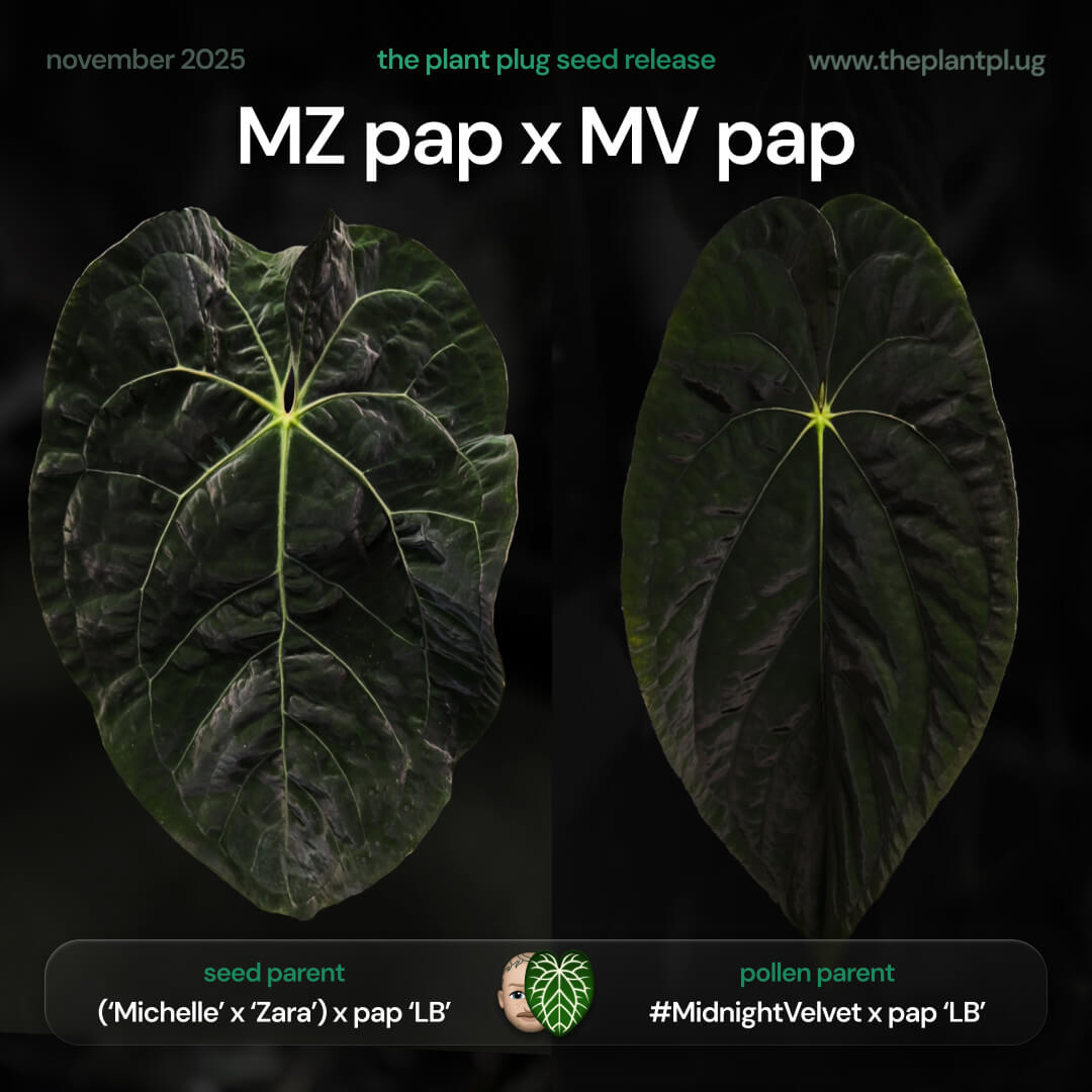 Anthurium Michelle Zara pap x Midnight Velvet pap • germinated seeds
