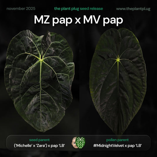 Anthurium Michelle Zara pap x Midnight Velvet pap • germinated seeds