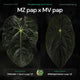 Anthurium Michelle Zara pap x Midnight Velvet pap • germinated seeds