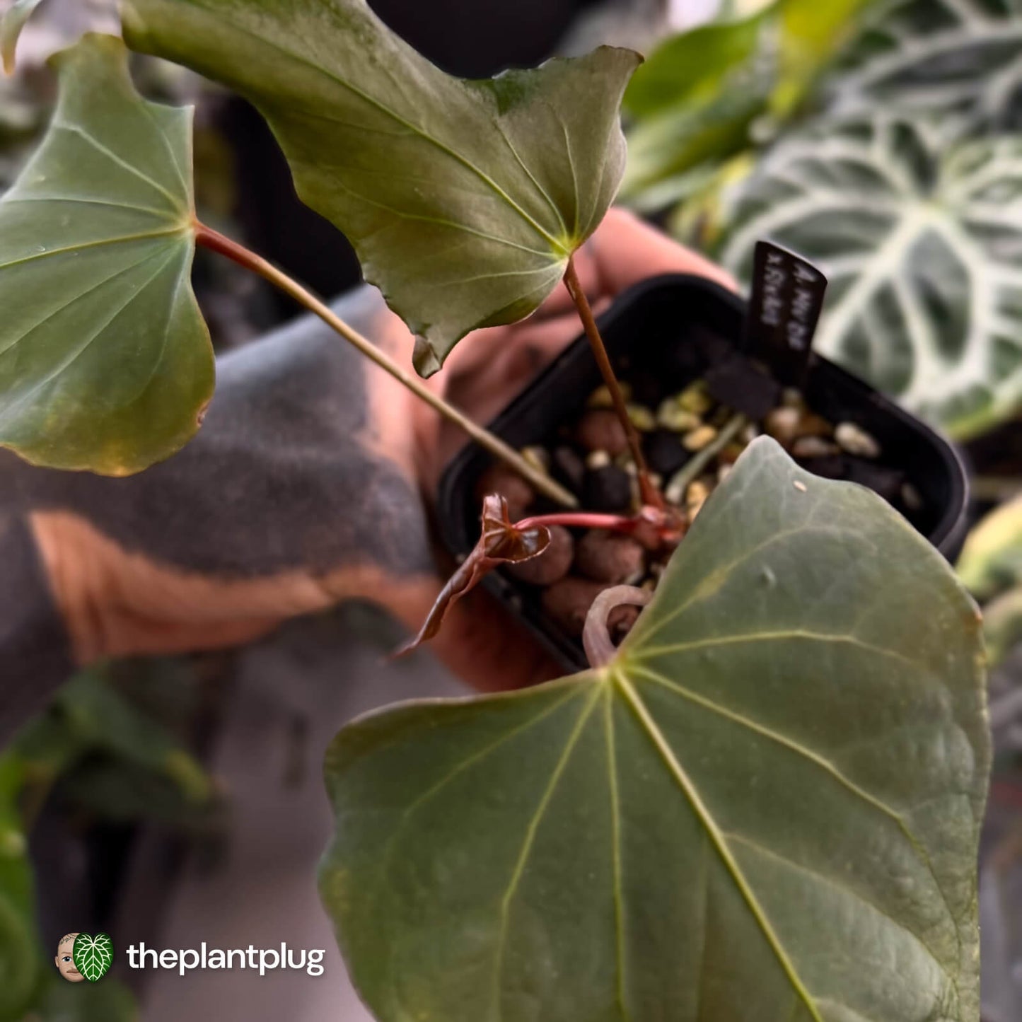 Anthurium sp. Nov DF x (papillilaminum 'FS' x 'Ace of Spades') 🧨