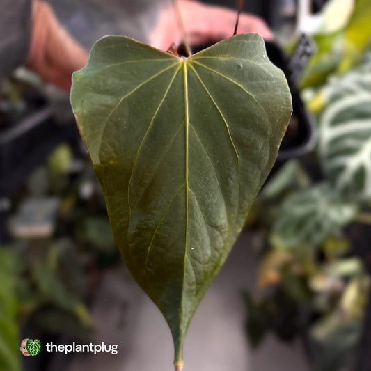 Anthurium sp. Nov DF x (papillilaminum 'FS' x 'Ace of Spades') 🧨