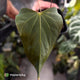 Anthurium sp. Nov DF x (papillilaminum 'FS' x 'Ace of Spades') 🧨
