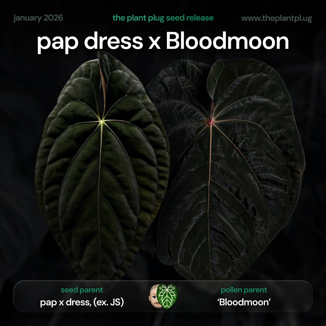 pap dress x Bloodmoon • germinated seeds