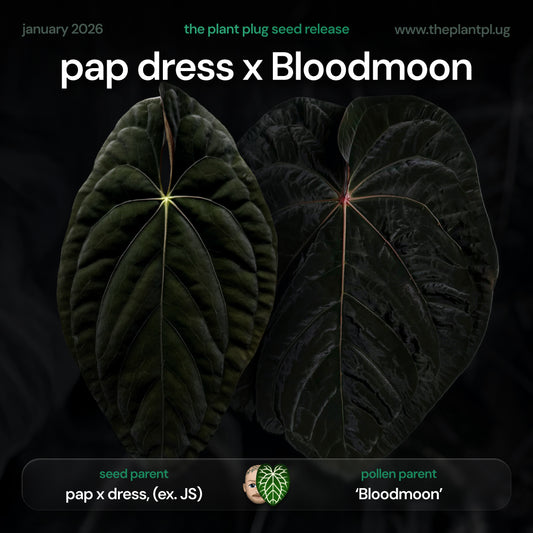 pap dress x Bloodmoon • germinated seeds