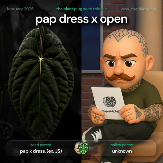 Anthurium pap dress x open • germinated seeds