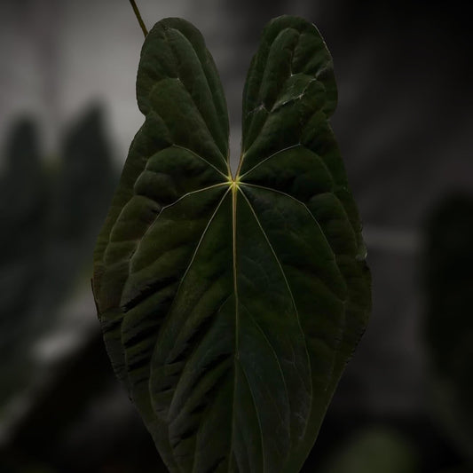 Anthurium papillilaminum x dressleri (?) • mother plant clone