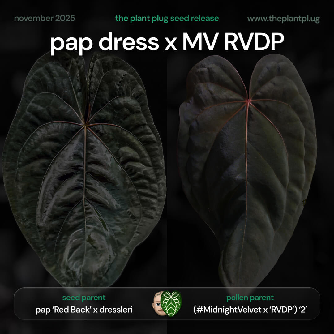 Anthurium pap dress x MV RVDP • germinated seeds