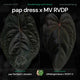 Anthurium pap dress x MV RVDP • germinated seeds