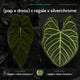 Anthurium (pap x dress ex. JS s1) x (regale x 'Silver Chrome')
